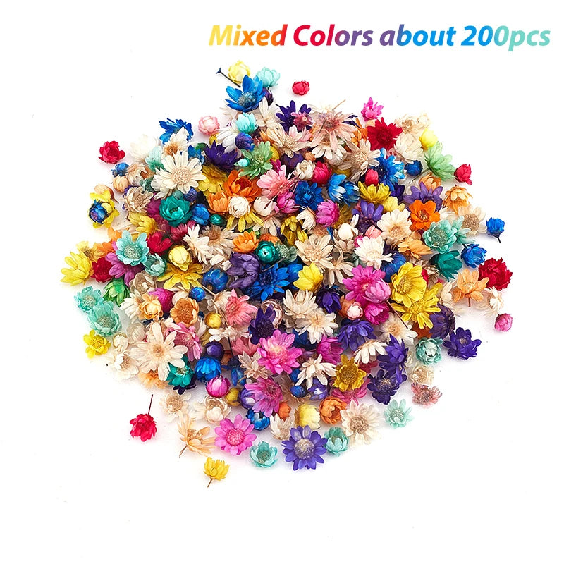 Mini Natural Dry Flowers Bouquet Bridesmaid Boutonnieres Christmas Wedding Decor Valentine's Day DIY Floral Materials